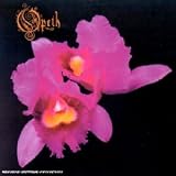 Orchid