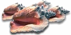 Caicos Conch, 1 Pound