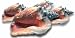 Caicos Conch, 1 Pound Image