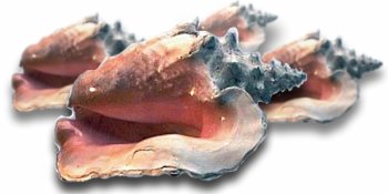Caicos Conch, 1 Pound by Fresh Choice Seafood