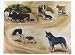 Australian Cattle Dog at Work Notecards