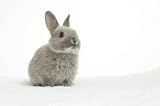 Rabbit - 30