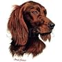 Irish Setter Adult T-Shirt