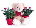 Mini Rose & Bear