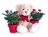 Mini Roses and Teddy Bear