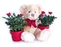Mini Rose & Bear- Ships Express 2-Day