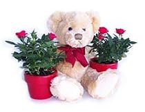 Mini Roses and Teddy Bear
