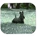 Scottish Terrier Full Body Mouse Pad