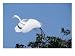 Great Egret Taking Off Photographic Print by FogStock, 24" x 18"