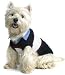 Blue & White Knit Sweater for Dog - XS