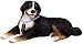 Berner at Rest Figure