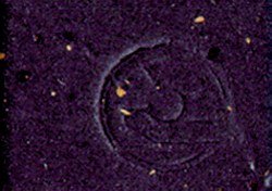 Cinelli Cork Tape: Black