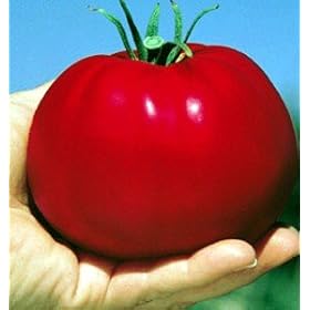 Monster Tomato 4 Plants - The Whopper! - HUGE - ORDER NOW!
