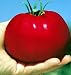 Monster Tomato 4 Plants - The Whopper! - HUGE - ORDER NOW!