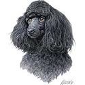 Miniature Black Poodle Womens Scoop Neck T-Shirt