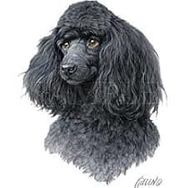 Miniature Black Poodle Womens Scoop Neck T-Shirt
