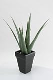 CACTUS�@�����̋�C�����ꂢ������G�}�̃T�{�e���ł��B�A���G�v�����g�@3393