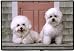 Bichon Frises Porch Doormat