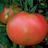 Organic Brandywine Slicing Tomato - 50 Seeds - Heirloom