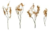 Hornby R8860 00 Gauge Skale Scenics Autumn Mix Wire Foliage Branches