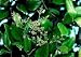 Waxleaf Privet Five Gallon