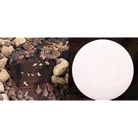 All Star Chocolate 8" Coffee Cake (White Gift Tin)