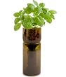 Growbottle - Basil