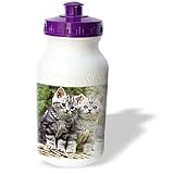 Cats - Two Kittens - Water Bottles
