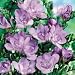 A Bouquet of 20 Classic Lilac Fragrant Freesias fr