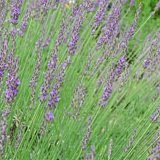 【多年草】【耐寒性】 ラベンダー グロッソ 2年生株 【イングリッシュガーデン】