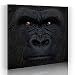 Baby Gorilla