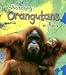 Watching Orangutans in Asia (Wild World)