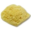 Sea Sponge