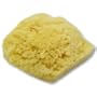 Sea Sponge