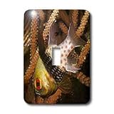 VWPics Underwater - Pajama Cardinalfish.(Sphaeramia nematoptera).Lembeh Straits,Indonesia - Light Switch Covers - single toggle switch