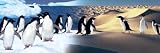 Surreal Penguin Landscape by Unknown 36.00X12.00. Art Poster Print