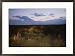American bison caught in motion on the Tallgrass Prairie Preserve Subject Framed Art Poster Print by Joel Sartore, 29x21