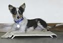 Allied Precision Medium Cover for Heated Pet Mat