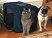 Kitchen & Housewares : ZDISC SOF-KRATE Tent-Style Crate (Navy Only) 21"L x 15"W x 15"H