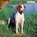 2008 Brittany 2008 16 Month Wall Calendar **IN STOCK NOW**