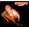 Emmylou Harris: The Warner/Reprise Era CDs Inprint