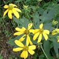 Wild Golden Glow (Rudbeckia laciniata) - Jumbo Wildflower Seed Packet