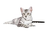 Young Egyptian Mau Male - 36