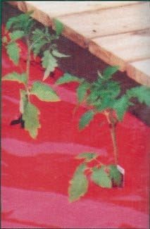 Mulch: Red Tomato 25 ft x 18 in