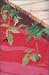 Mulch: Red Tomato 25 ft x 18 in