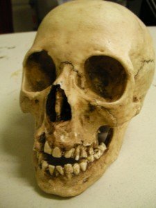 Realistic Resin Human Skull Replica Prop