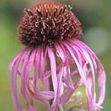 Pale Purple Coneflower (Echinacea pallida) - Jumbo Wildflower Seed Packet