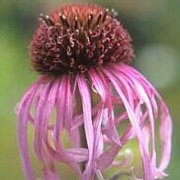 Echinacea pallida (Pale Purple Coneflower) - Bulk Wildflower Seeds