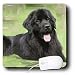 Dogs NewFoundLand - Newfoundland - Mouse Pads