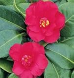 Review   / Camellia Midnight